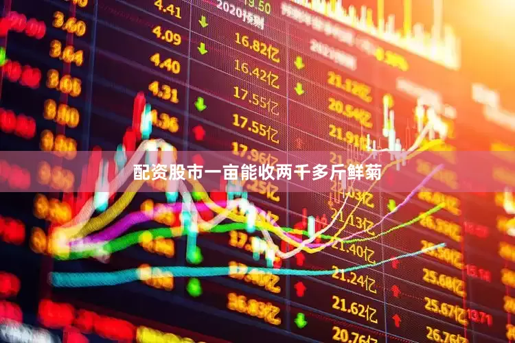 配资股市一亩能收两千多斤鲜菊